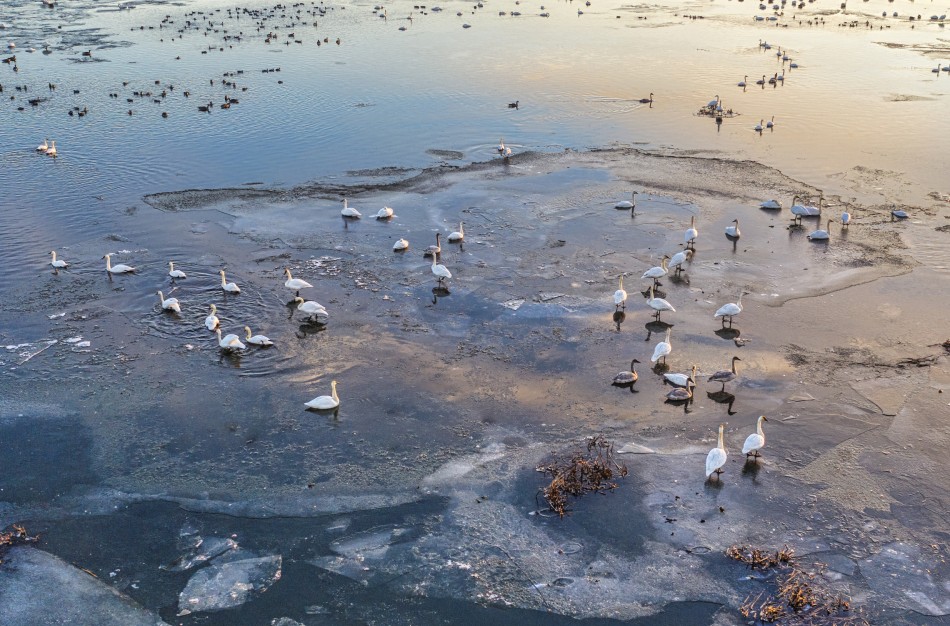 Kaip elgtis žiemą pastebėjus neįprastai besielgiančius gyvūnus