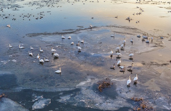 Kaip elgtis žiemą pastebėjus neįprastai besielgiančius gyvūnus