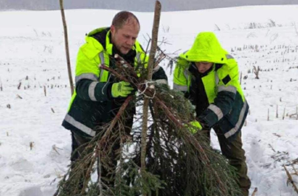 Miškininkai imasi iniciatyvos – gelbėja sudėtingomis sąlygomis žiemojančias kurapkas