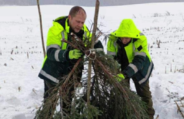 Miškininkai imasi iniciatyvos – gelbėja sudėtingomis sąlygomis žiemojančias kurapkas
