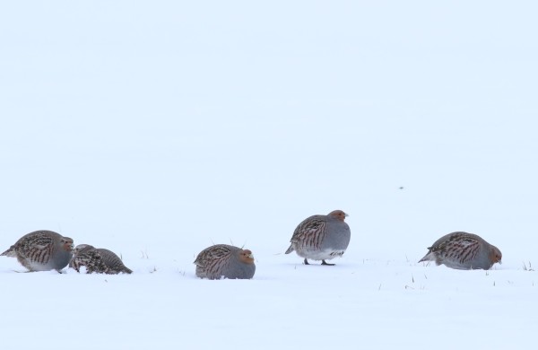Miškininkai imasi iniciatyvos – gelbėja sudėtingomis sąlygomis žiemojančias kurapkas