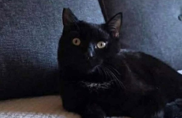 VMVT: Šiandien „ausytė“ – rytoj „uodegytė“?