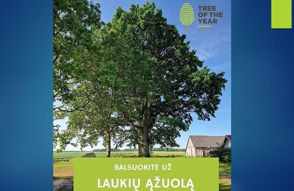 Startuoja 2026 metų Europos medžio rinkimai