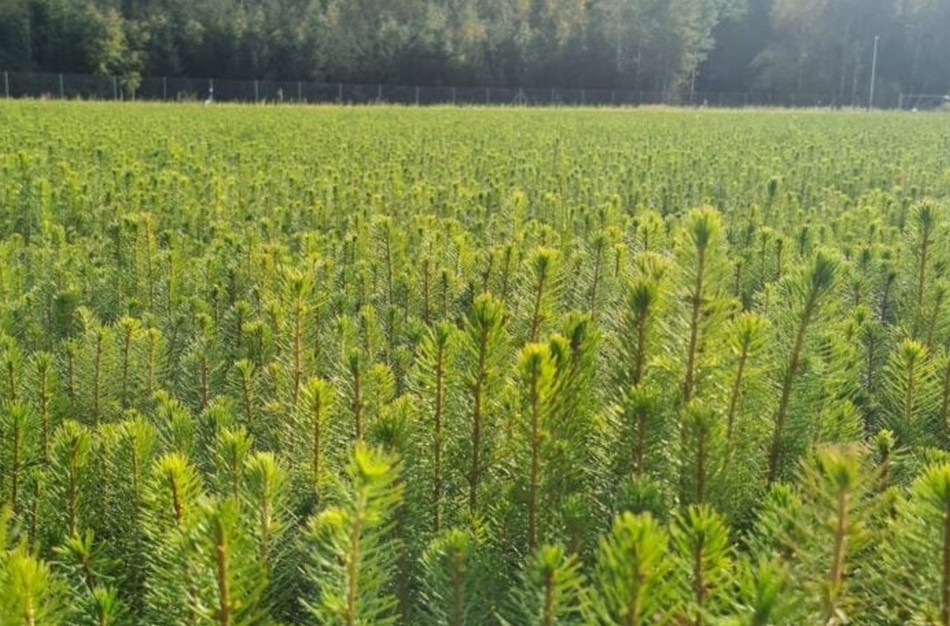 Miškų įstatymas grįžta: kas pasikeis ir kodėl ginčai nesibaigia iki šiol?