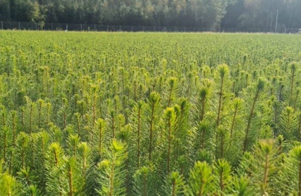 Miškų įstatymas grįžta: kas pasikeis ir kodėl ginčai nesibaigia iki šiol?