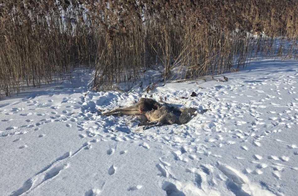 Į Jonavos miestą atklydo vilkai? Prie trečiojo tvenkinio - pėdsakai ir sudraskyta stirna