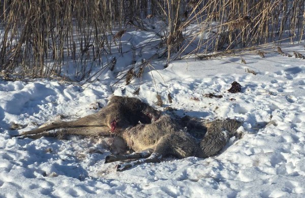 Į Jonavos miestą atklydo vilkai? Prie trečiojo tvenkinio - pėdsakai ir sudraskyta stirna