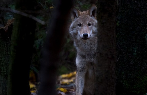 Jonavietė Birutė Macienė: vilkai gyvena pagal gamtos dėsnius – nereikia jų demonizuoti