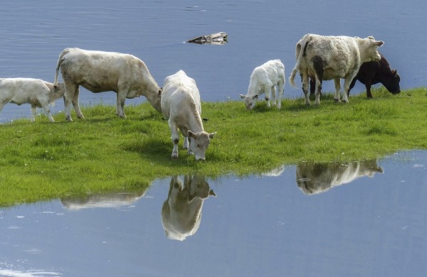 VMVT atmintinė gyvūnų laikytojams: pasitikrinkite, ar esate saugioje nuo potvynių zonoje?