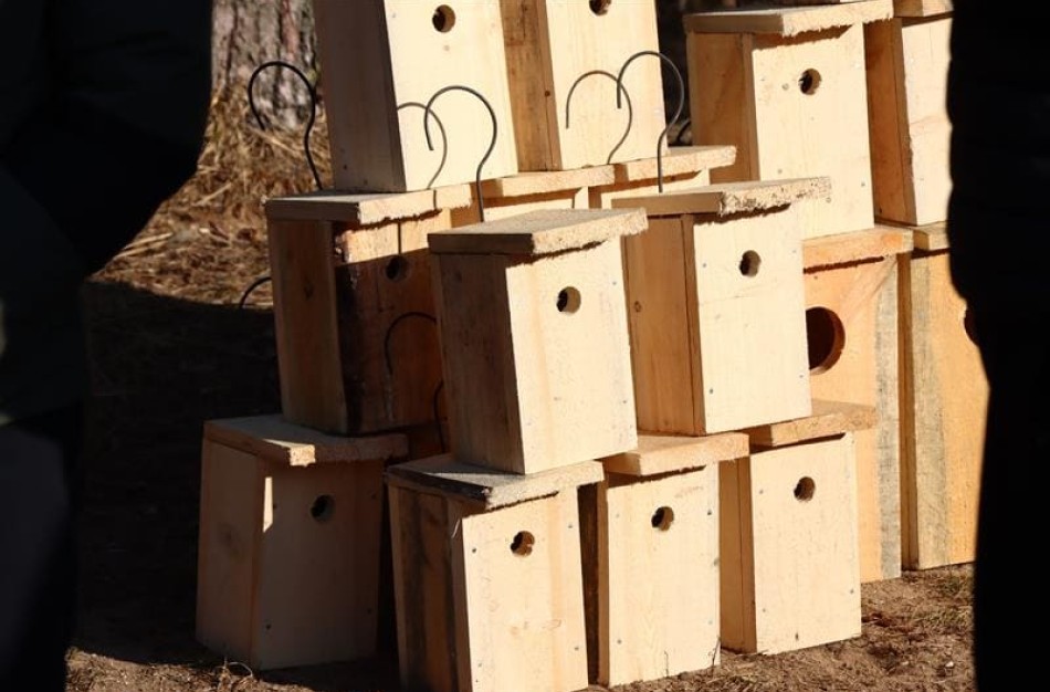 Namai sugrįžtantiems paukščiams: ką reikia žinoti prieš keliant inkilus