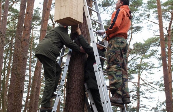 Namai sugrįžtantiems paukščiams: ką reikia žinoti prieš keliant inkilus