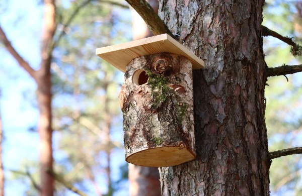 Namai sugrįžtantiems paukščiams: ką reikia žinoti prieš keliant inkilus
