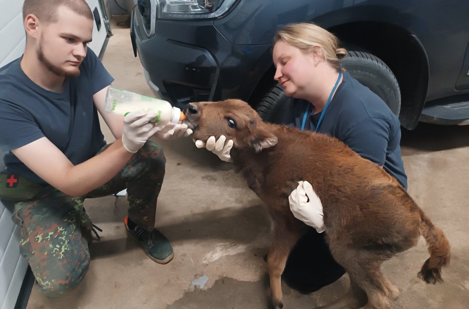 Laukinių gyvūnų globos centras pernai pagalbą suteikė beveik 2,5 tūkst. gyvūnų