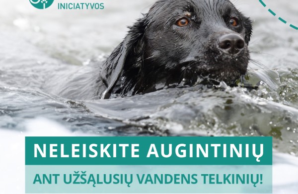 Tirpstantis ledas ant vandens telkinių pavojingas ne tik žmonėms, bet ir gyvūnams: kaip apsaugoti savo augintinius?
