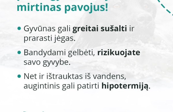 Tirpstantis ledas ant vandens telkinių pavojingas ne tik žmonėms, bet ir gyvūnams: kaip apsaugoti savo augintinius?