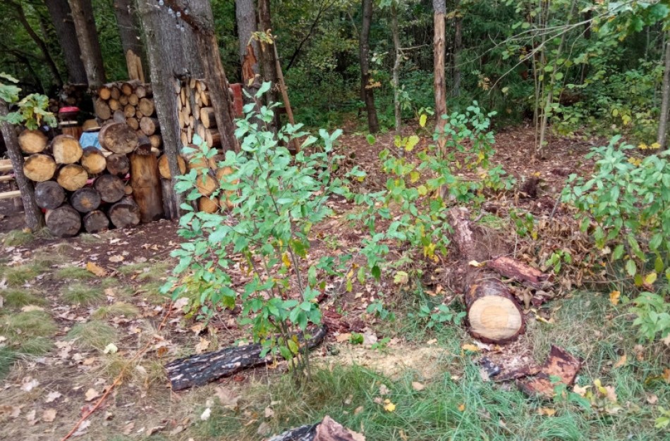 Skaidrūs miškų kirtimai - vienu paspaudimu: pristatomas interaktyvus žemėlapis