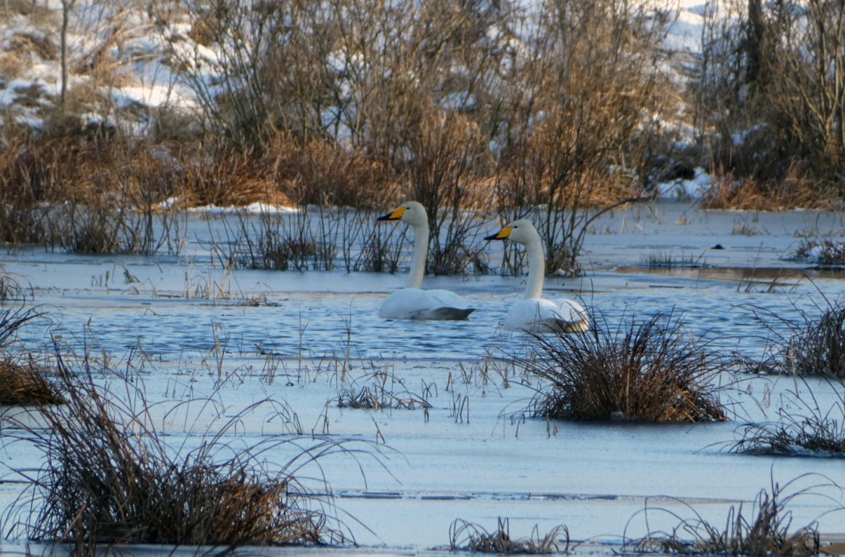 40-ies paukščių diena: kada sugrįžta paukščiai?