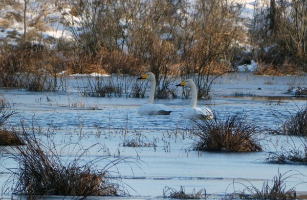 40-ies paukščių diena: kada sugrįžta paukščiai?