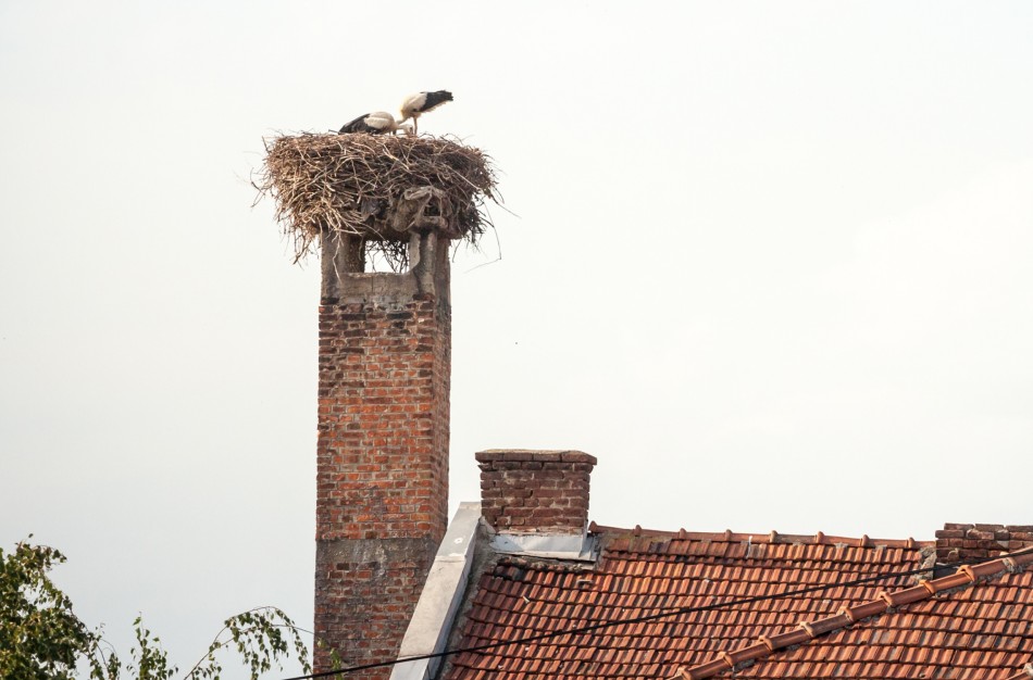 Kovo mėnesį baigiasi laikotarpiai, kada leidžiama perkelti ar ardyti paukščių lizdus