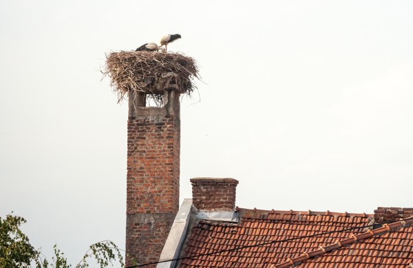 Kovo mėnesį baigiasi laikotarpiai, kada leidžiama perkelti ar ardyti paukščių lizdus