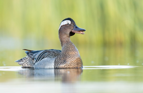 Dryžgalvė kryklė – 2026 metų paukštis 