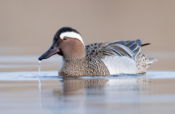 Dryžgalvė kryklė – 2026 metų paukštis 