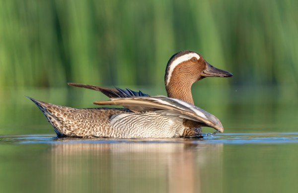 Dryžgalvė kryklė – 2026 metų paukštis 