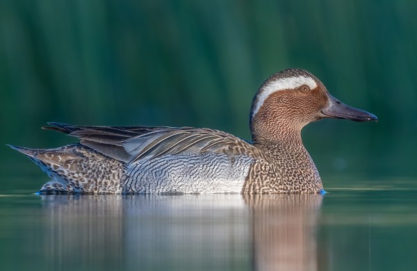 Dryžgalvė kryklė – 2026 metų paukštis 