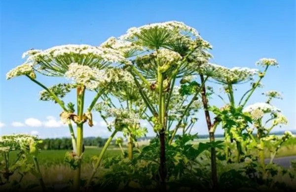 Patvirtintas Invazinių rūšių valdymo ir naikinimo tvarkos aprašas