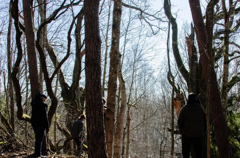 Tarptautinė miškų diena: VMU kviečia į nemokamus miško terapijos užsiėmimus