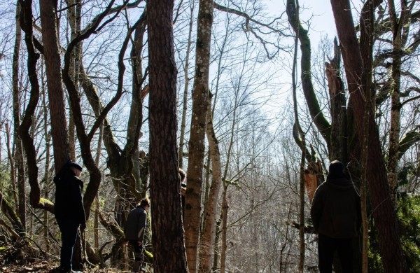 Tarptautinė miškų diena: VMU kviečia į nemokamus miško terapijos užsiėmimus