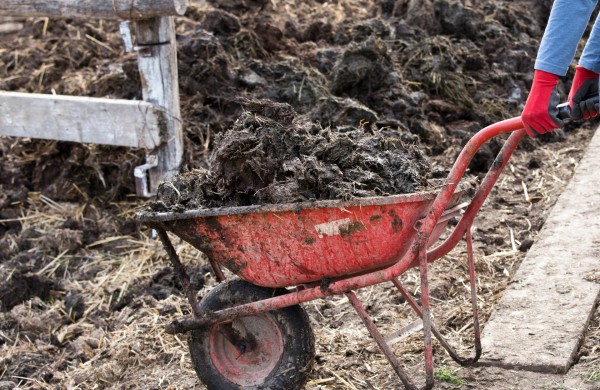 Prasideda laukų tręšimo metas mėšlu ir srutomis