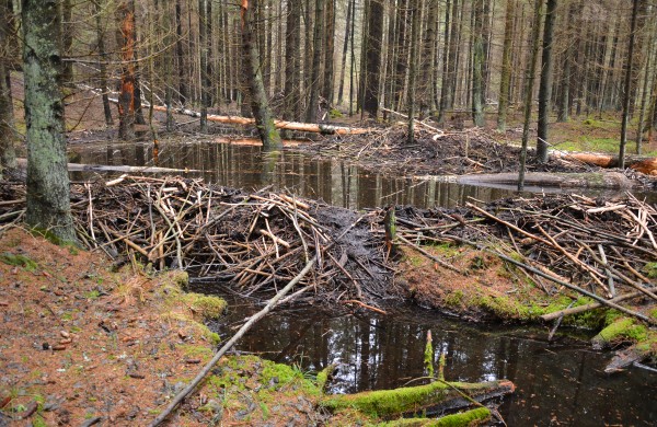 Bebrai – gamtos inžinieriai, kurių pavasarinė veikla kelia iššūkių