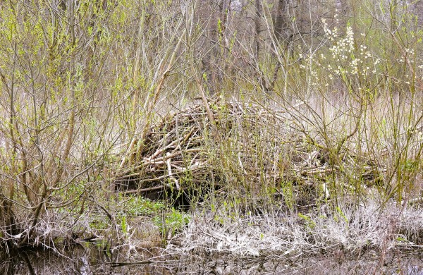 Bebrai – gamtos inžinieriai, kurių pavasarinė veikla kelia iššūkių