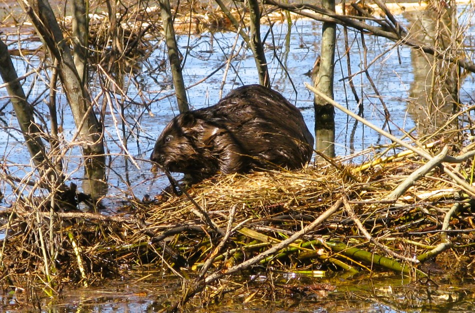Bebrai – gamtos inžinieriai, kurių pavasarinė veikla kelia iššūkių