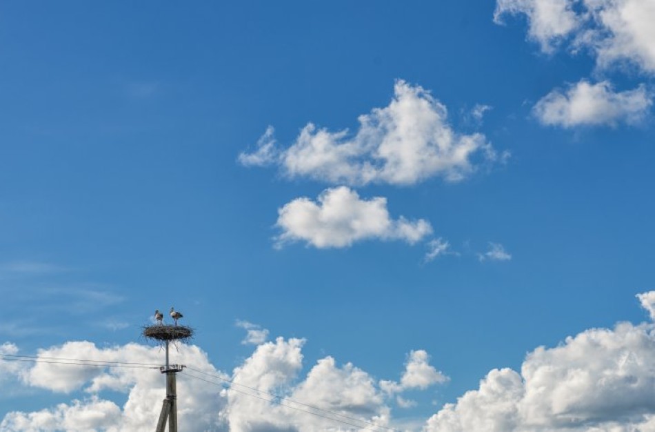 Gandrai sugrįžta į saugius lizdus: ESO sutvarkė daugiau kaip 150 lizdų visoje šalyje