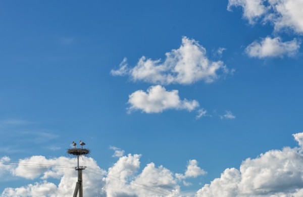 Gandrai sugrįžta į saugius lizdus: ESO sutvarkė daugiau kaip 150 lizdų visoje šalyje