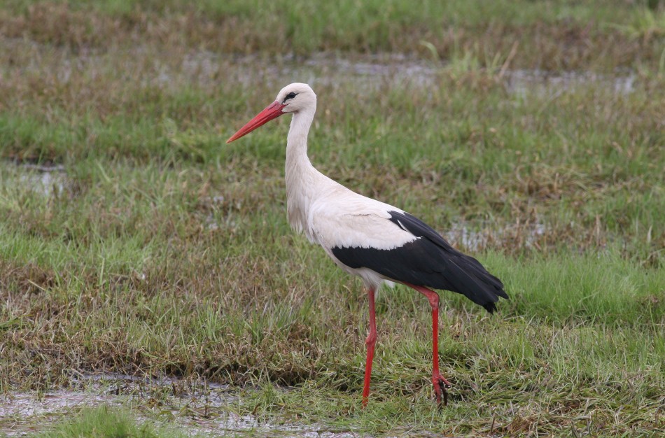Kovo 25-oji Gandro diena: simbolis, primenantis apie mūsų aplinkos būklę