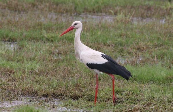 Kovo 25-oji Gandro diena: simbolis, primenantis apie mūsų aplinkos būklę