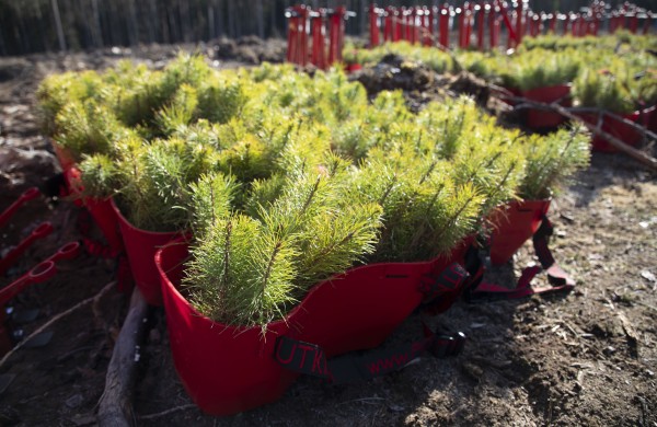 Nacionalinis miškasodis Prezidento Valdo Adamkaus 100-mečiui: kviečiama sodinti ąžuolus visoje Lietuvoje 