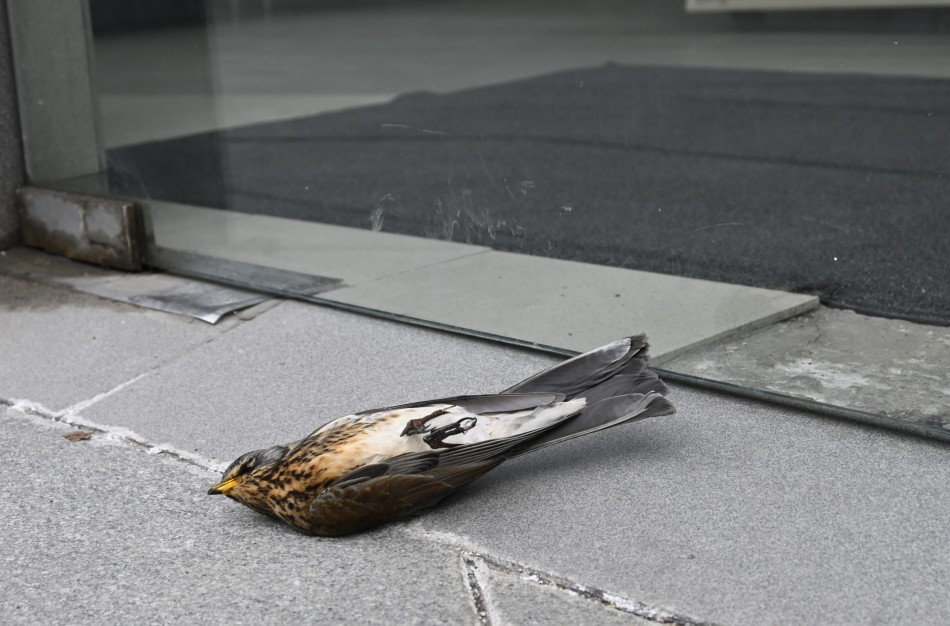 Pavojai paukščiams pavasarinės migracijos laikotarpiu
