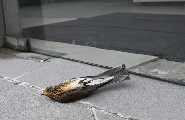 Pavojai paukščiams pavasarinės migracijos laikotarpiu