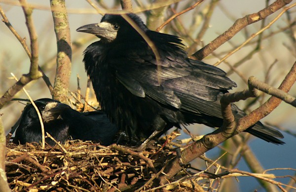 Kovų perėjimo laikotarpiu negalima trikdyti paukščių