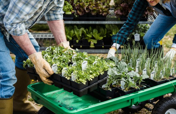 Apsauga nuo retos, bet pavojingos stabligės – periodiškai atnaujinami skiepai