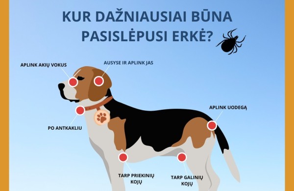 VMVT primena: prasideda aktyvus erkių sezonas