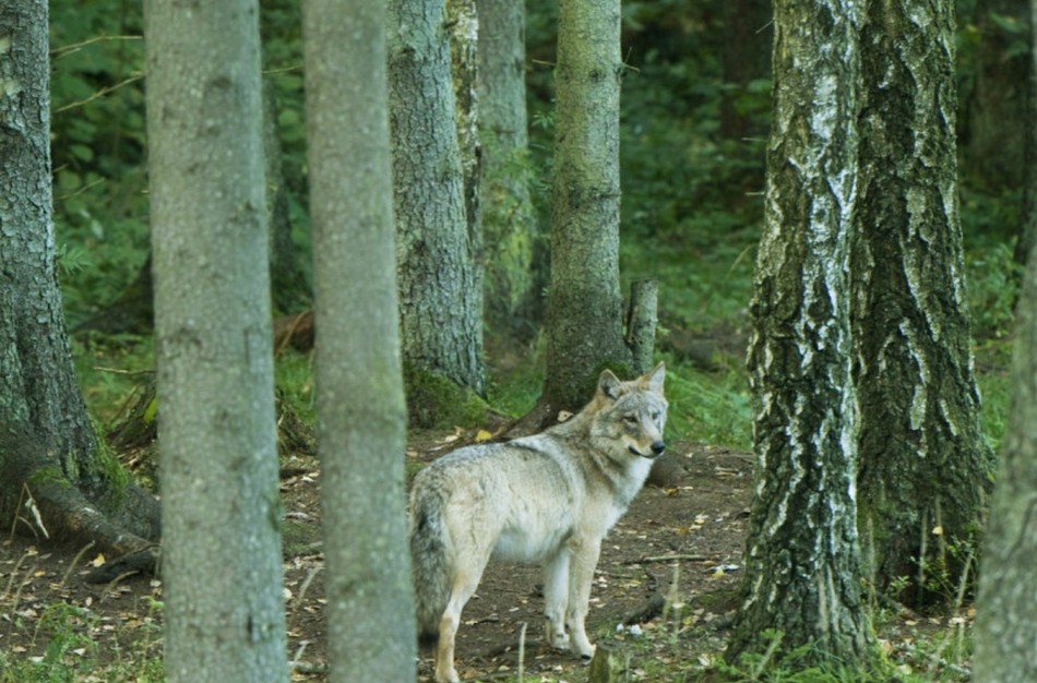 Šį sezoną sumedžioti 275 vilkai