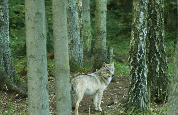 Šį sezoną sumedžioti 275 vilkai