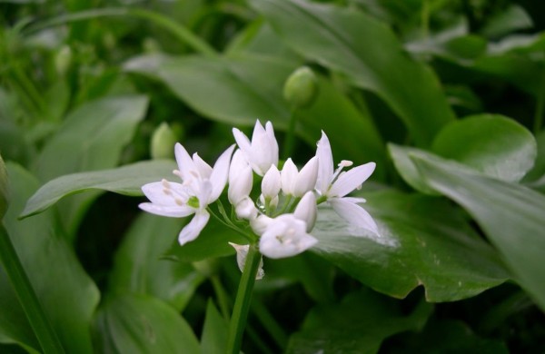 Prieš šventinį savaitgalį – kvietimas saugoti gamtą: meškinį česnaką rinkime atsakingai