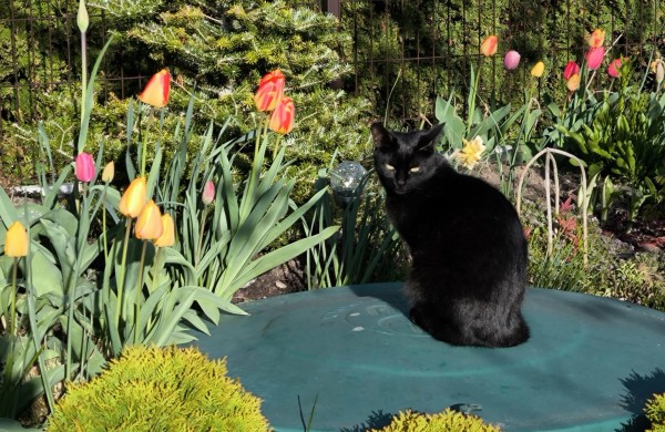 Skaitytoja: ,,Jonavos rajone šaudomi augintiniai"