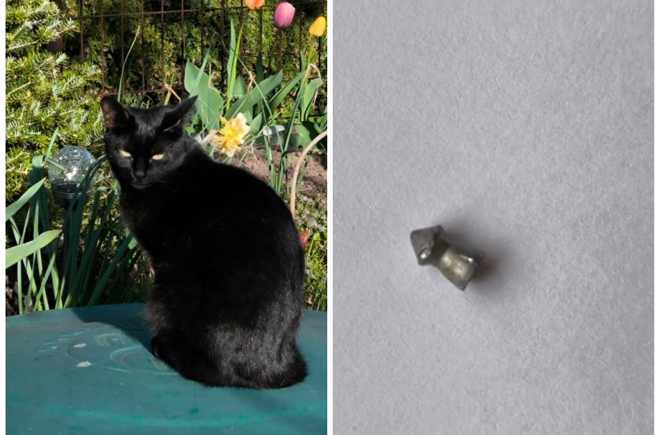 Skaitytoja: ,,Jonavos rajone šaudomi augintiniai"